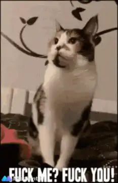 Cat flips off hand