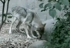 Wolf sniffing the ground