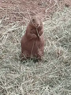 prairie dog eating grass