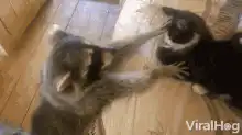 Raccoon and kitten playing
