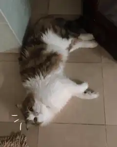 cat yawning on floor