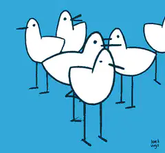 seagulls walking in a circle