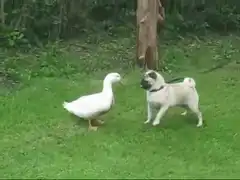 Pug and duck face off