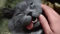 gray cat hissing with tongue out
