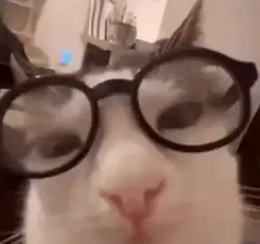 Cat wearing glasses