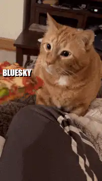 Orange cat looks at pizza then hides