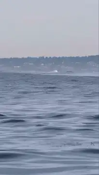 Orca catches dolphin mid-air