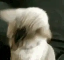Cat puts on sunglasses I'm ready
