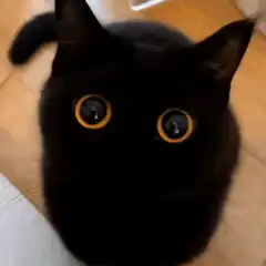 Black cat with wide eyes