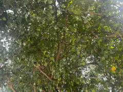 Green tree leaves swaying in the wind