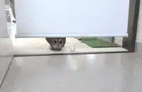 Owl misses ball and panics