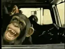 Monkey in car laughing