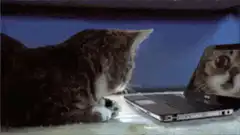 cat looking at laptop screen