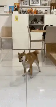 Shiba Inu dog doing a spin