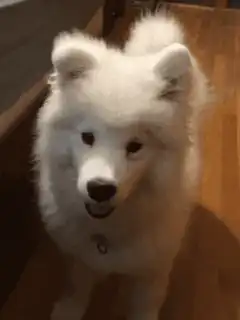 Fluffy white dog says Hewwoo