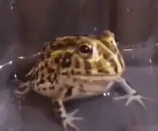 Toad blinking in water