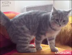 Cat doing a backflip