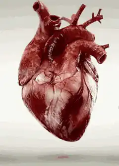 3D anatomical heart beating
