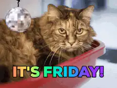 It's Friday Cat with Sunglasses