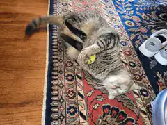 cat playing with toy on rug