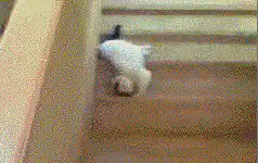 white cat sliding down stairs