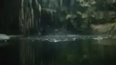 Raindrops hitting dark water in forest