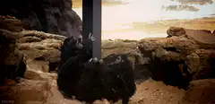 Chimpanzees clinging to a pole