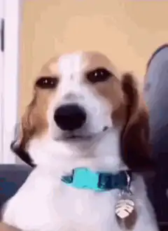 Dog with a smug expression