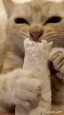 Cat chewing on a white treat