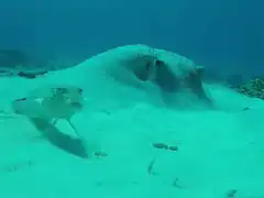 Spotted fish walks past buried stingray