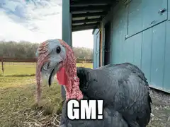 Turkey saying GM