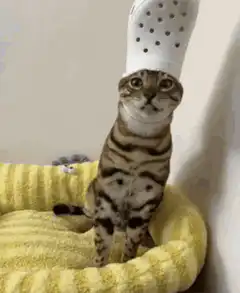 Two cats wearing white crocs on their heads