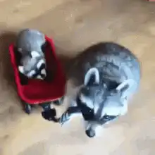 Raccoon pulling a baby raccoon in a wagon