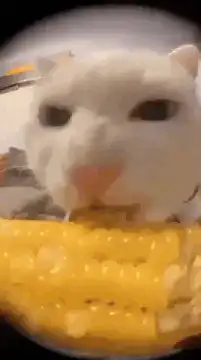white cat eating corn cob