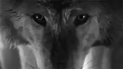 You are not dreaming wolf