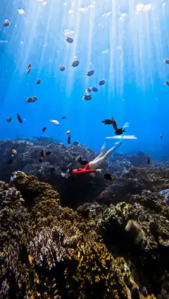 Diver swimming over coral reef with fish