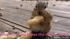 Squirrel stuffing peanut into cheek
