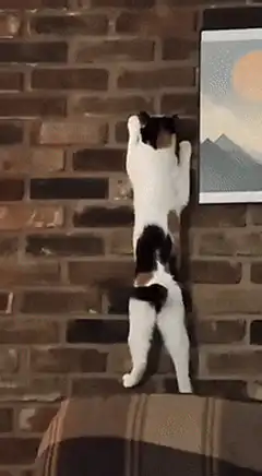 Cat climbs brick wall to ceiling
