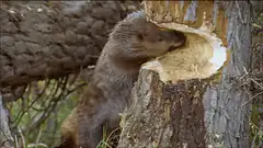 beaver gnawing on tree trunk