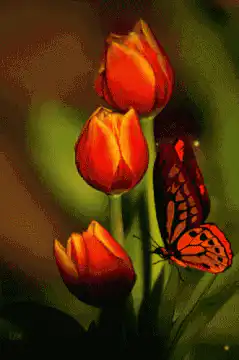 butterfly lands on tulips