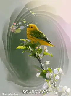 Yellow bird singing on a branch