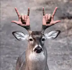 Deer with rock hand antlers