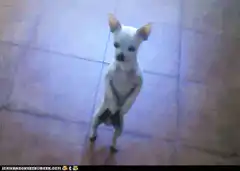 standing chihuahua