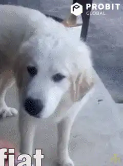 Dog eating treat with fiat text