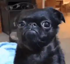 Black pug with wide eyes