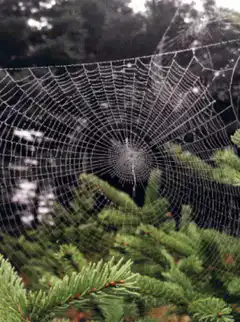 dew-covered spider web on pine branches