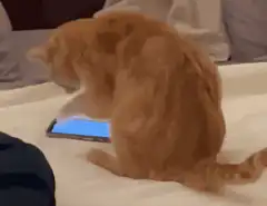 orange cat tapping phone screen
