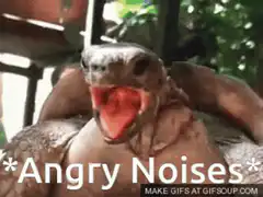 Turtle with mouth open angry noises