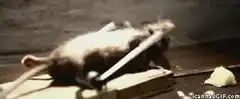rat playing guitar on cheese