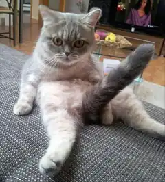 Cat sitting with tail up